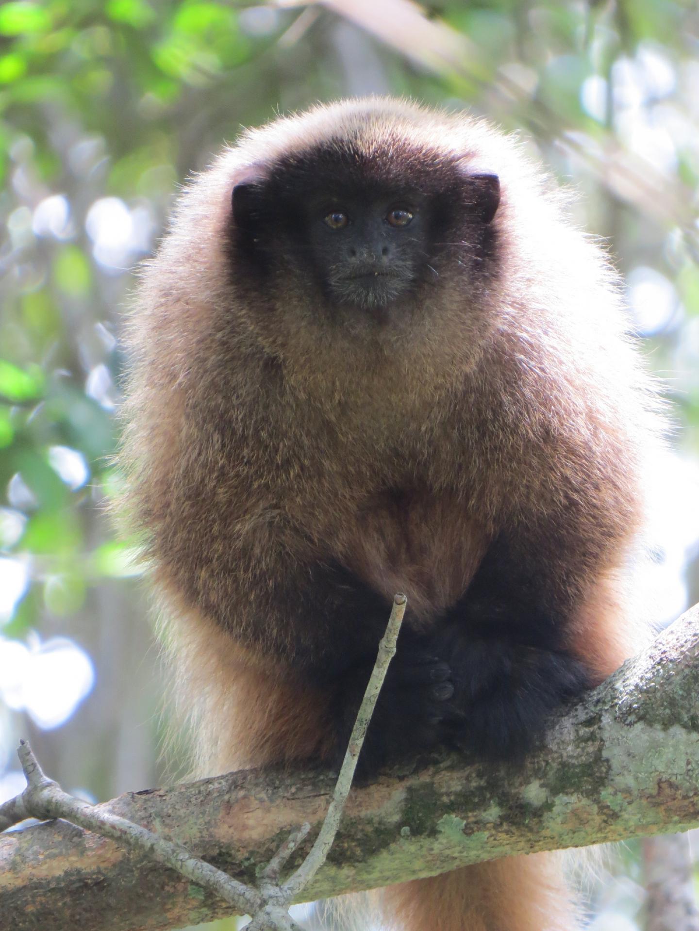 Titi Monkeys Use Probabilistic Predator Calls (7 of 14)