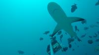 Caribbean Reef Shark (2 of 2)