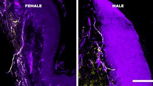 Cell photos side by side