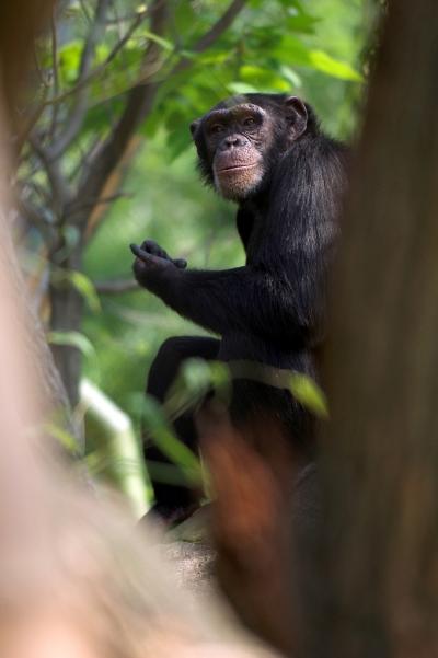SIV in Chimps