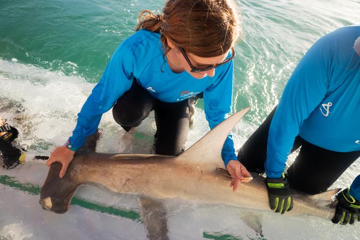 Juvenile great hammerhead sharks rely on South Florida’s Biscayne Bay