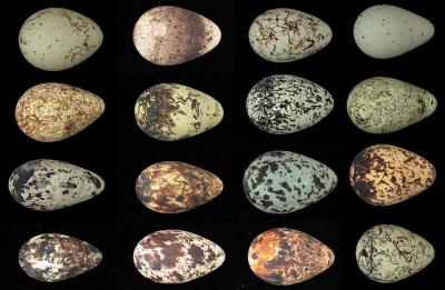 Guillemot Eggs (3 of 3)