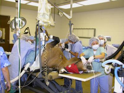 Reverse Vasectomy