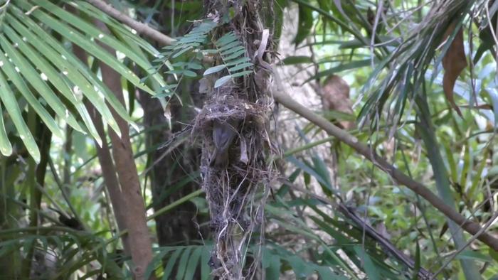 Host bird pulls a cuckoo chick out of its nest