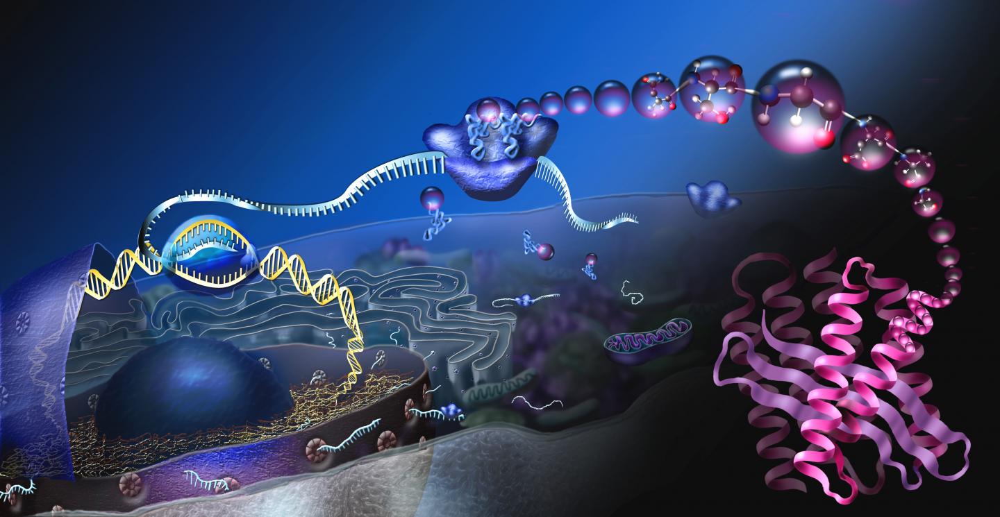 Translational System Illustration NSF