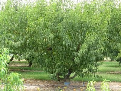 Peach Tree