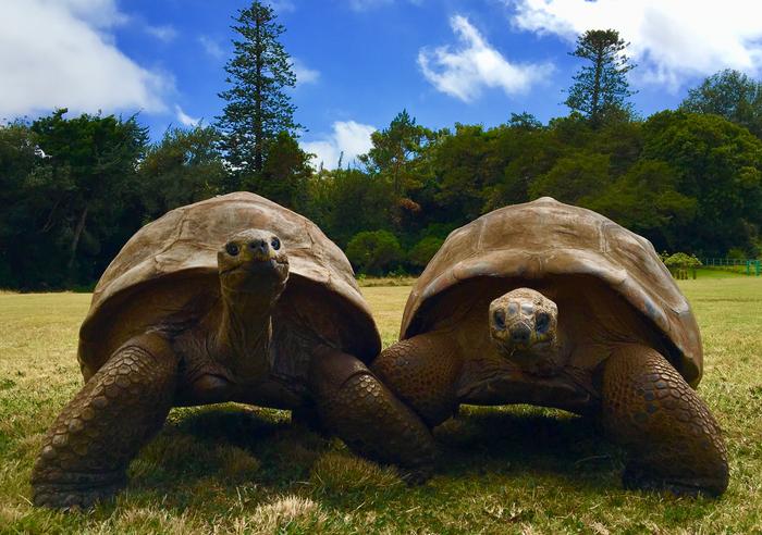 Jonathan the giant tortoise, left