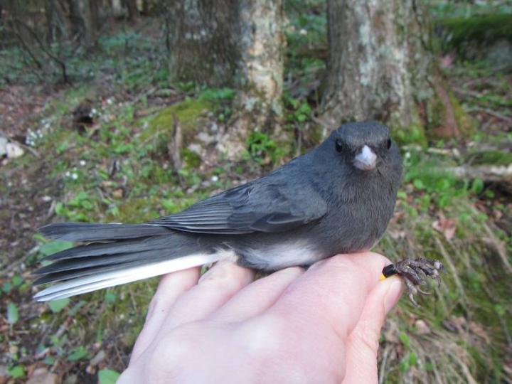 Dark-eyed Junco