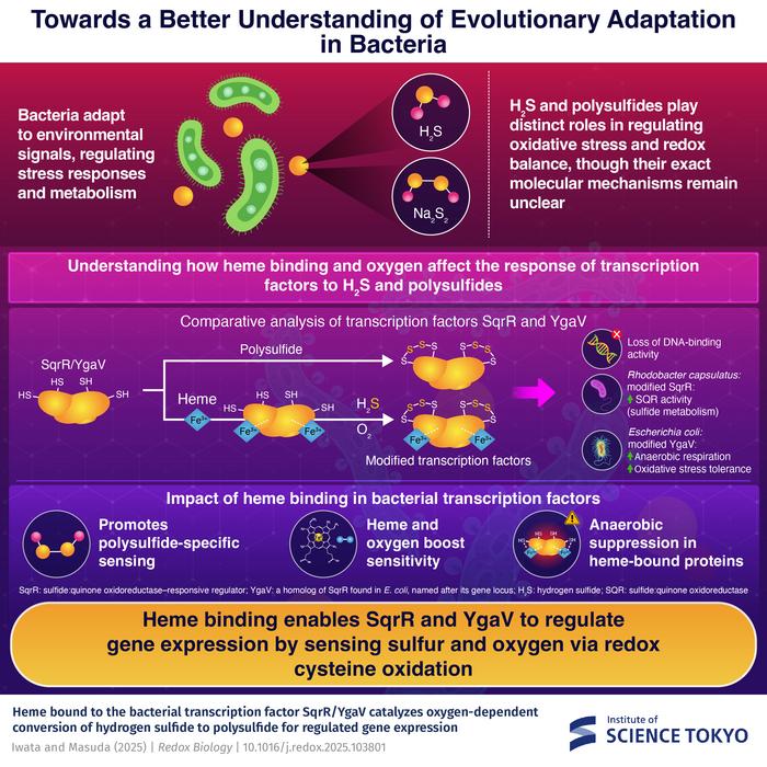 Heme-driven sulfide sensing: Redox modulation of bacterial transcription factors