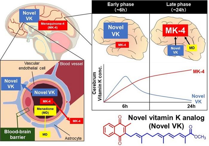 Newly synthesized vitamin K analogues cross the blood-brain barrier and induce neuronal differentiation