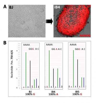 iPS Cells