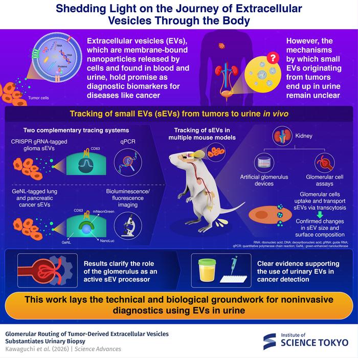 Solid evidence supporting the use of extracellular vesicles in urine samples for cancer diagnosis