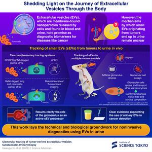 Solid evidence supporting the use of extracellular vesicles in urine samples for cancer diagnosis