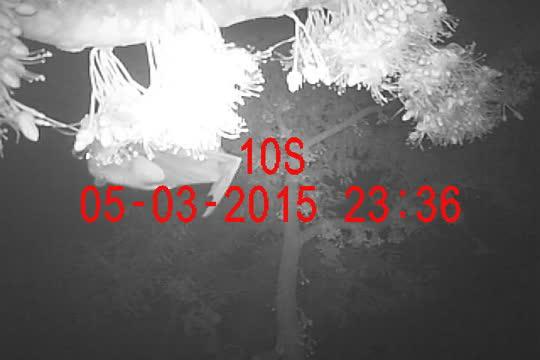 Flying foxes 2