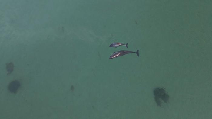 Harbour porpoises in the Little Belt, Denmark.