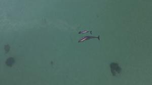 Harbour porpoises in the Little Belt, Denmark.