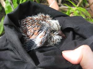 Baby pink pigeon