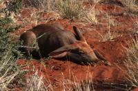 Aardvark 2