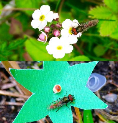 Hoverflies