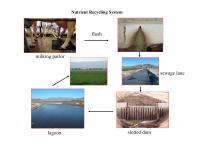 Dairy Waste Flow