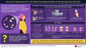 Lateral Occipitotemporal Cortex Body Part Representation in Adults Autism Spectrum Disorder