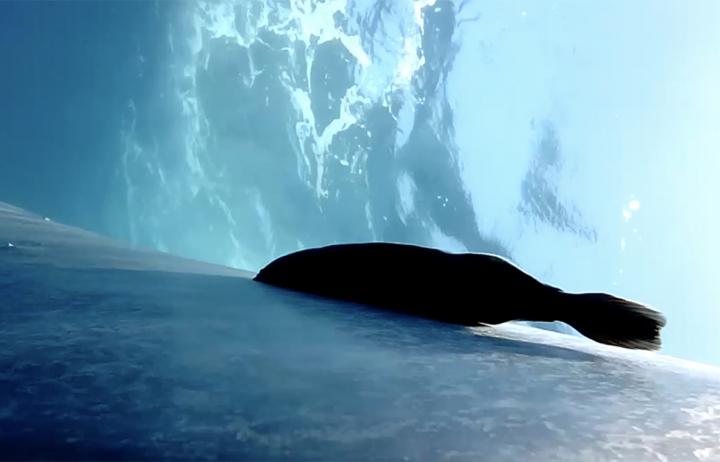 Remora whale1