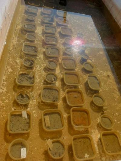 Seed Tanks