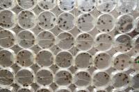Bean Beetle Colonies