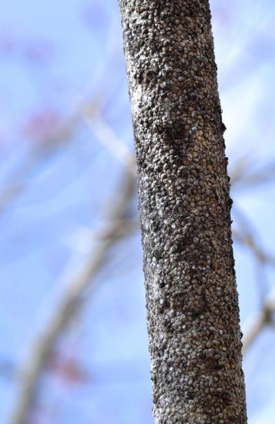Scale Insects