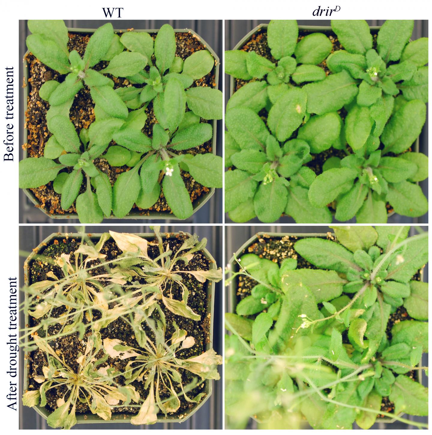 Thale Cress Drought, Salt Tolerance