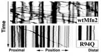 Disease-Causing Mutation in Motion