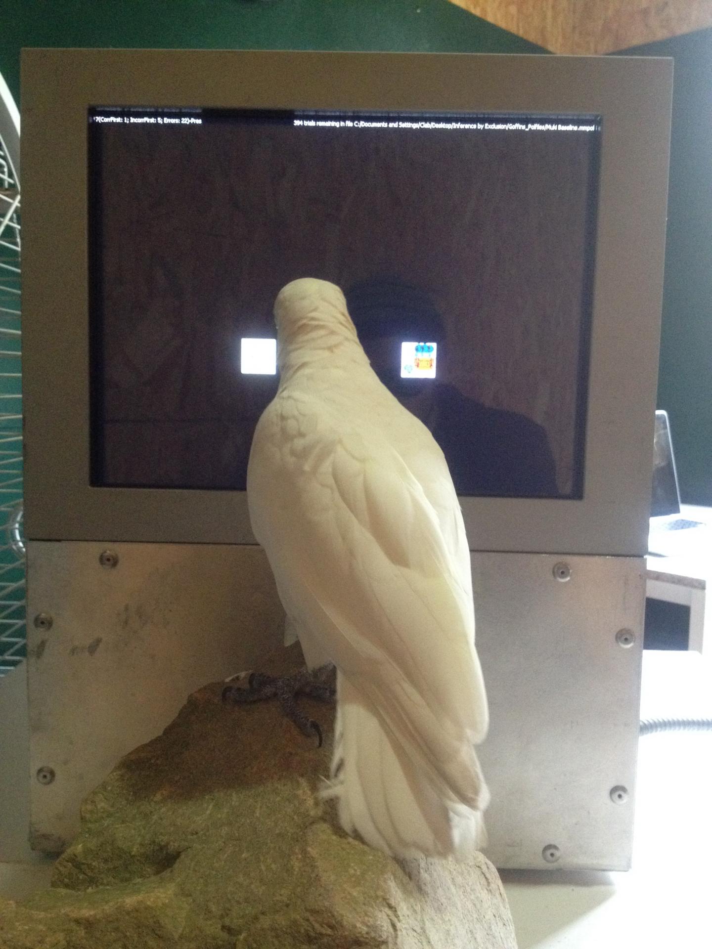 Cockatoo (2 of 2)