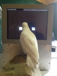 Cockatoo (2 of 2)