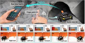 KAIST Develops a Beetle-Inspired Soft Robot That Operates with Artificial Muscles and Sensory Feedback