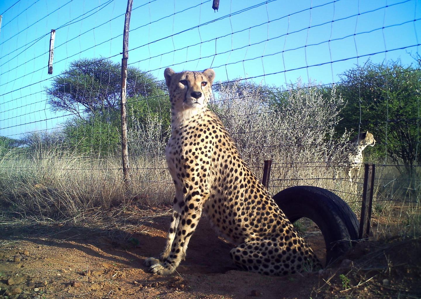 Free-ranging Male Cheetahs