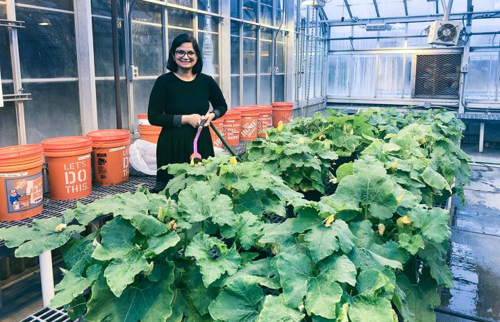 Genome sequenced for Xanthomonas cucurbitae