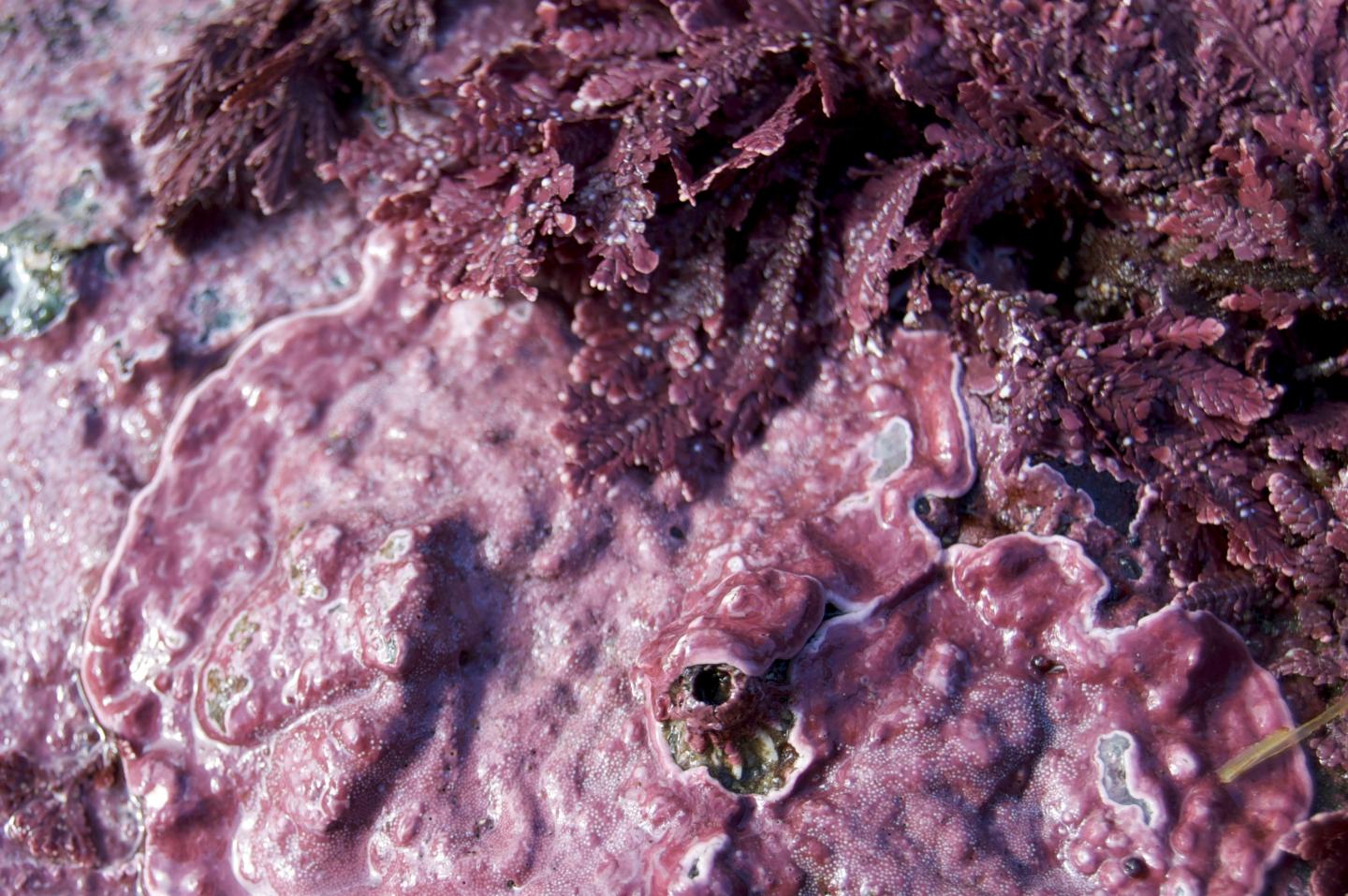 Coralline Algae