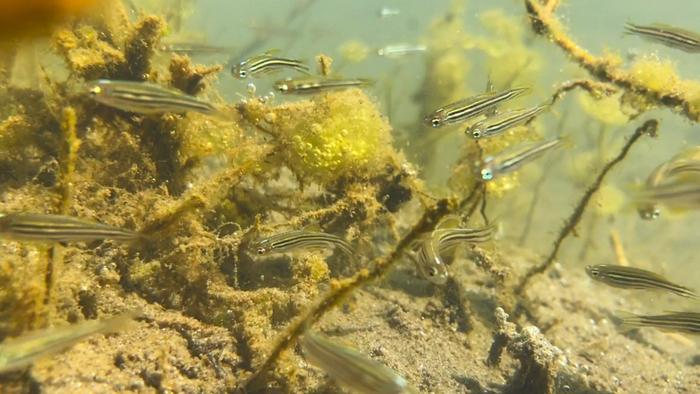 Zebrafish in their native habitat in India