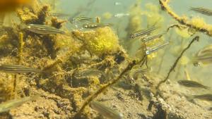 Zebrafish in their native habitat in India