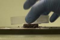Fire Ants Being Smashed by Petri Dish