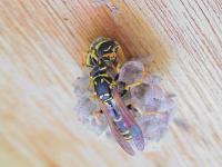 Two Wasp Queens