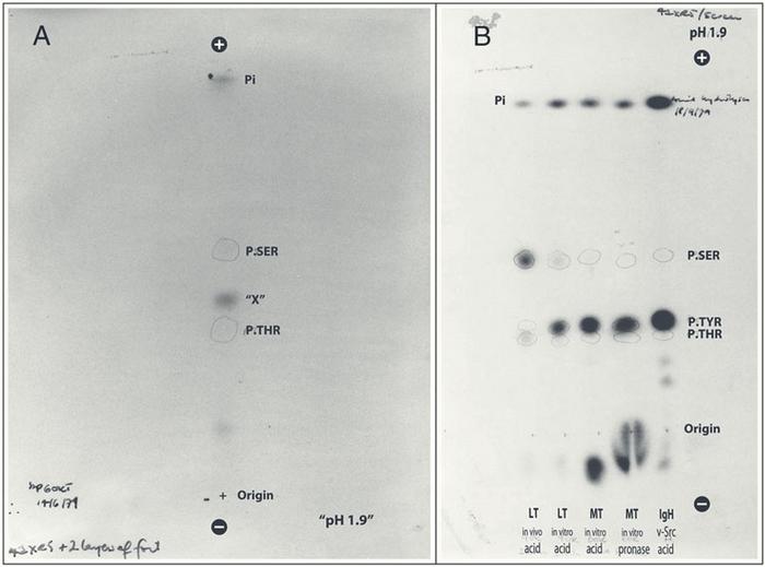 First evidence of phosphorylated tyrosine