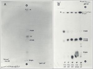 First evidence of phosphorylated tyrosine