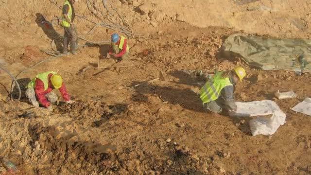 Fossil Could Redefine Evolutionary Split Between Monkeys and Apes (8 of 8)