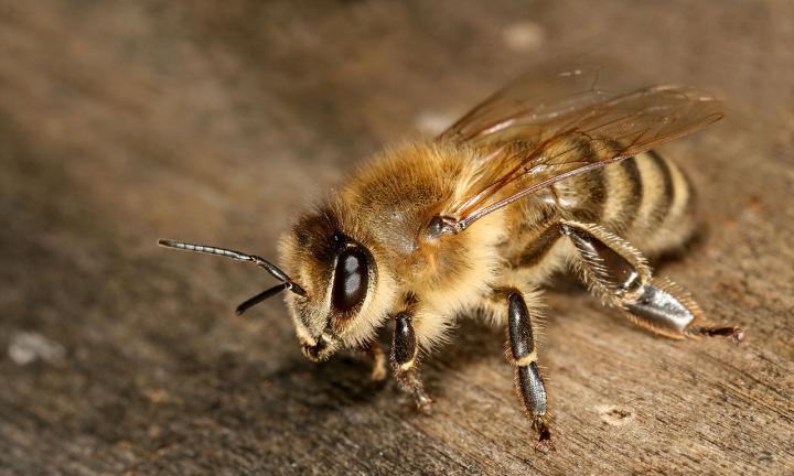 Honeybee
