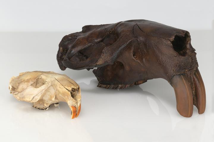 <em>Castoroides ohioensis</em>
