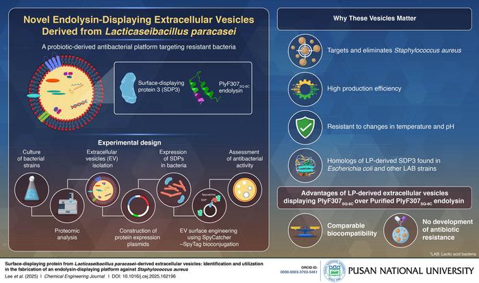 Extracellular vesicles displaying endolysins to specifically target and eliminate Staphylococcus aureus
