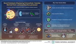 Extracellular vesicles displaying endolysins to specifically target and eliminate Staphylococcus aureus