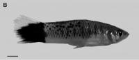 Swordtail Fish Melanoma 2