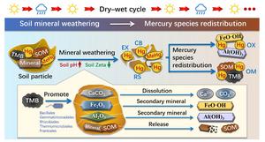 Redistribution of soil mercury species mediated by thiolated biochar under dry–wet cycles